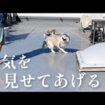 屋上で洗濯物を干すママと遊んであげる心優しきシベリアンハスキー(YouTube)