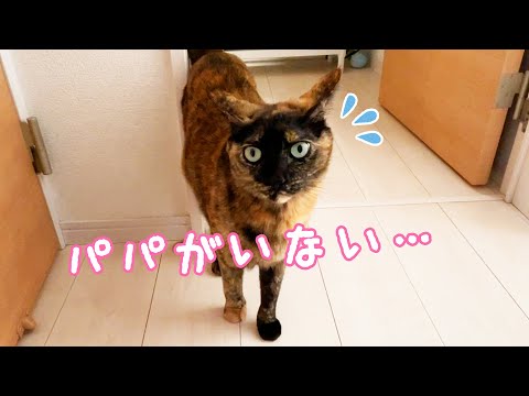 初めてパパとサビ猫モモちゃんがかくれんぼした結果…！(YouTube)