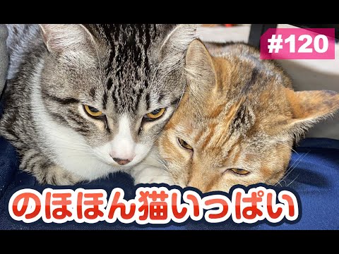 【猫動画】のほほん猫いっぱい.〜にゃんともパレード〜(YouTube)