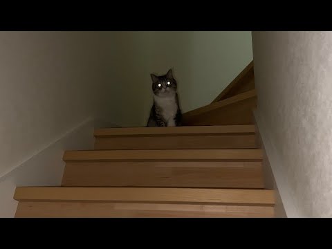 夜中にこっそり帰宅したら暗闇で猫がこうなってました…汗(YouTube)