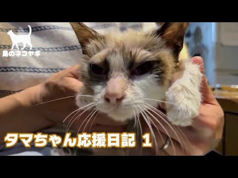 【タマちゃん応援日記１】リブちゃんへのご支援ありがとうございますあ！！！(YouTube)