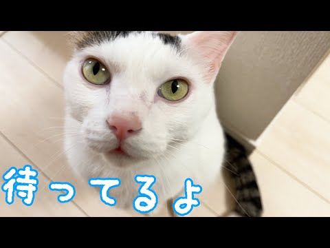 ママの家事が終わるのを待ってから甘える猫チロさん(YouTube)