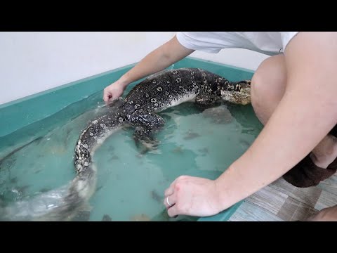 大暴れするテン君の体をキレイに掃除してみた(YouTube)