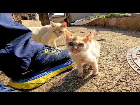 ヨチヨチ歩きの子猫がモフられにきてカワイイ(YouTube)