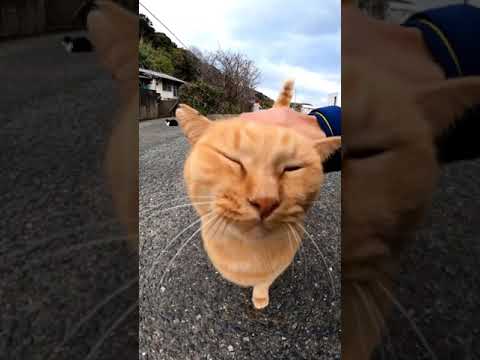 茶トラ猫モフられに来た(YouTube)