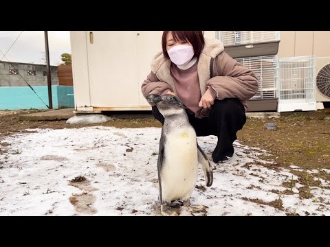 ペンギンのタンク、初めての雪を見に行きました(YouTube)