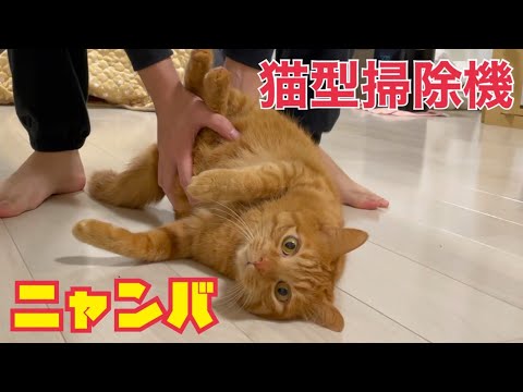 毛繕い後の湿った猫をすべらして床掃除してみた。(YouTube)