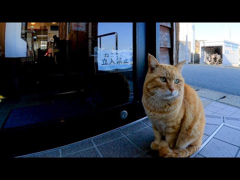 この界隈のボス猫さん出禁食らって立ち尽くす(YouTube)