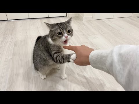 静電気が痛すぎて怒っちゃった猫が大変なことになりました…汗(YouTube)