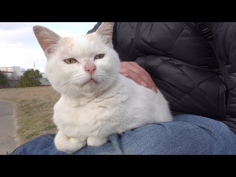 ムスッとした顔の猫をひざにのせて温めてみたら・・・(YouTube)