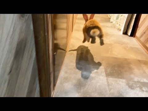 巨大すぎるうさぎの子の部屋んぽに密着！(YouTube)
