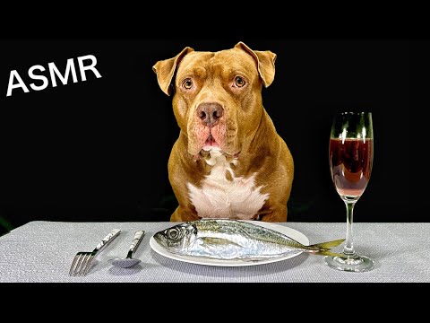 高級レストランで骨付肉を圧倒的な力で噛み砕くピットブル【ASMR】(YouTube)