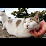 猫たちが見晴らしの良い堤防の上に集まってくつろぐ(YouTube)