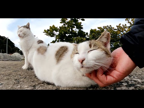 猫たちが見晴らしの良い堤防の上に集まってくつろぐ(YouTube)