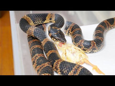 怒り狂う蛇に大好物のヒヨコを食べさせる(YouTube)