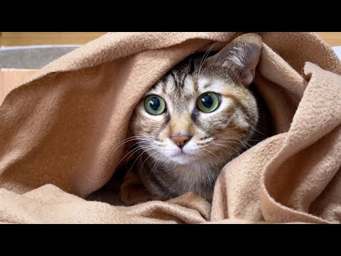 子供猫からちょっかいをかけられるもその場から動かない不動の麦わら猫♥(YouTube)