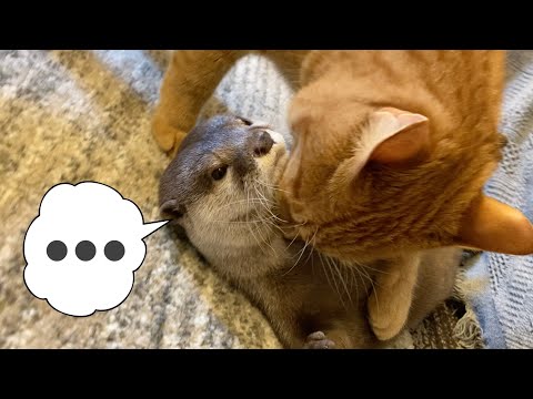 猫にぬいぐるみと間違われてぷにぷにされるカワウソ otter and cat touch each other.(YouTube)