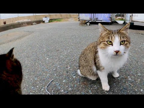 漁港に行ったら野良猫が集まってきた(YouTube)