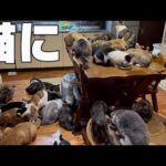 猫はエイリアン‼️(YouTube)
