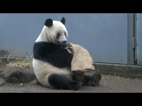 ジャイアントパンダのようす 2022年2月14日撮影(YouTube)