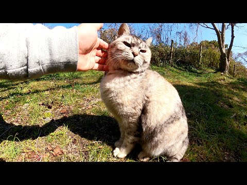 咳をしていたアザラシ猫が日光を浴びて体を温める(YouTube)