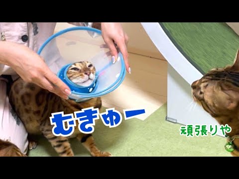 猫が怪我の傷を引っ掻いて悪化させてしまいます(YouTube)