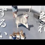 武器を使って戦うママに文句を言って敗走するシベリアンハスキー(YouTube)