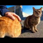 猫島の港付近で出会った猫が飛び上がって撫でられにきてカワイイ(YouTube)