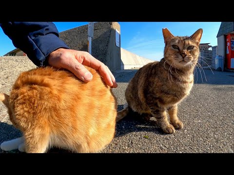 猫島の港付近で出会った猫が飛び上がって撫でられにきてカワイイ(YouTube)