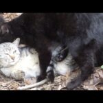 サクラ猫になったサバトラ猫にネックグリップをしかける黒猫(YouTube)