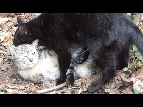 サクラ猫になったサバトラ猫にネックグリップをしかける黒猫(YouTube)