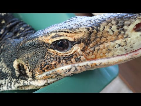 緊急告知(YouTube)