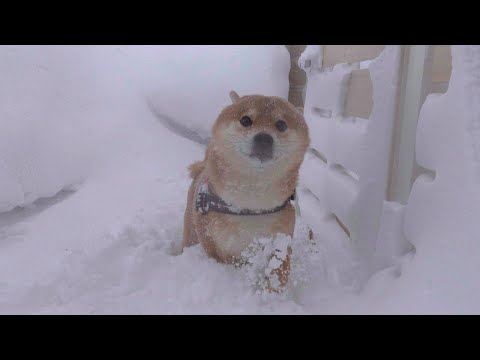 散歩好きな柴犬もこの暴風雪には、さすがにビビる。(YouTube)