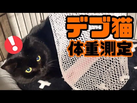 保護してデブ化した黒猫を初めて体重計に乗せます(YouTube)