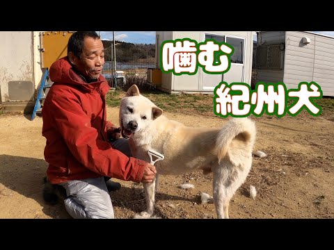 飼い主に噛み付き保健所に棄てられた紀州犬キッシュ 初めてのブラッシング😵(YouTube)