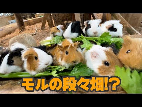 あのクセつよ野菜あげたら、こんなに可愛い構図になったw Animals eat celery(YouTube)