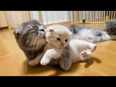 Mother cat bites a kitten, but it’s a deep affection(YouTube)