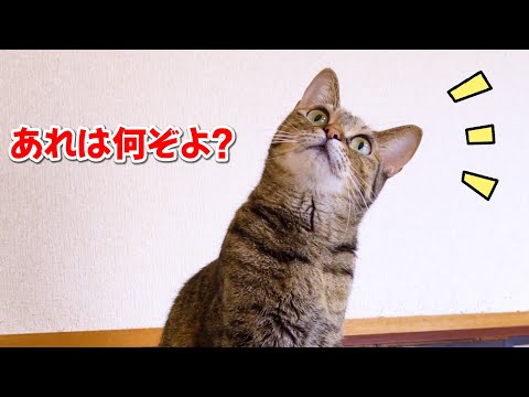 あれは何？部屋のわずかな変化も見逃さない猫姉妹♥(YouTube)
