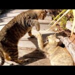 ナデナデの順番をめぐって喧嘩してしまう猫たち(YouTube)