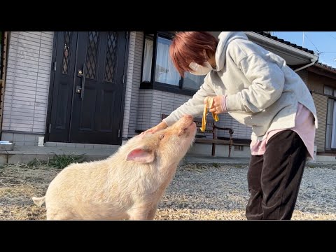 ミニブタつくね君のスイッチの入り方が急すぎる件(YouTube)