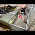 ワニを飼うために一軒家を購入した大学生がヤバすぎた(YouTube)