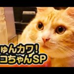 【猫動画】きゅんカワ！ネコちゃんSP〜にゃんともパレード〜#128(YouTube)