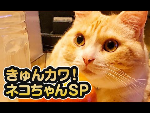 【猫動画】きゅんカワ！ネコちゃんSP〜にゃんともパレード〜#128(YouTube)