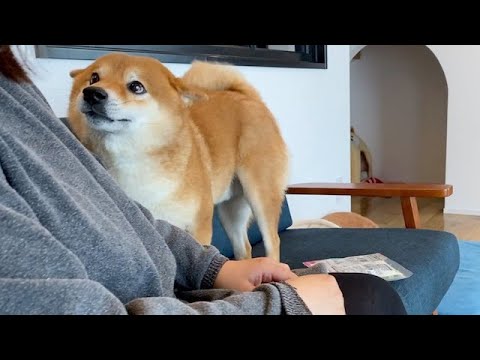 柴犬が寝不足な朝、飼い主を見つめる瞳が優しすぎた。(YouTube)