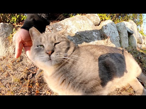 あごの下を触られてウットリする灰色猫(YouTube)