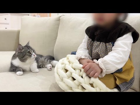 お嬢に自分のベッドを取られちゃった猫がこうなりました…笑(YouTube)