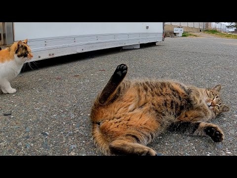 漁港で網の上で寝ていた野良猫を撫でるとゴロンゴロン転がってカワイイ(YouTube)