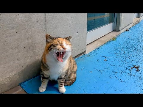 切符売場の前で寝ていた三毛猫に近づくと起きてモフられにきてカワイイ(YouTube)