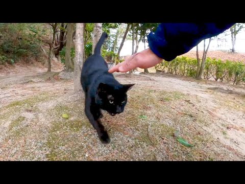公園で人懐っこい黒猫がモフられにきた(YouTube)