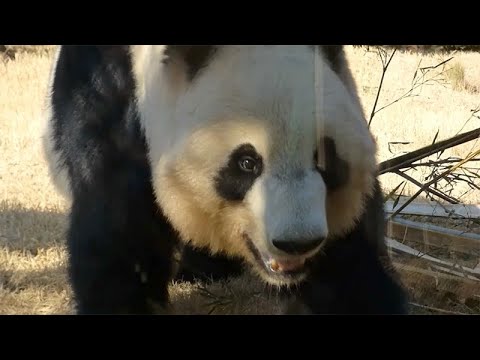 パンダのもり　2022年2月26日15:00時撮影(YouTube)